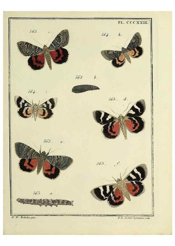 Reproducción/Reproduction 46863494261: Papillons d'Europe, peints d'après nature /. A Paris :Chez P.M. Delaguette, imprimeur-libraire ... ;1779-1792 [i.e. 1793]. 