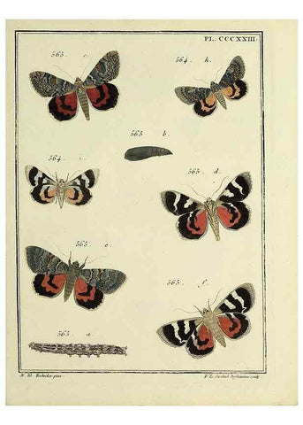 Reproducción/Reproduction 46863494261: Papillons d'Europe, peints d'après nature /. A Paris :Chez P.M. Delaguette, imprimeur-libraire ... ;1779-1792 [i.e. 1793]. 