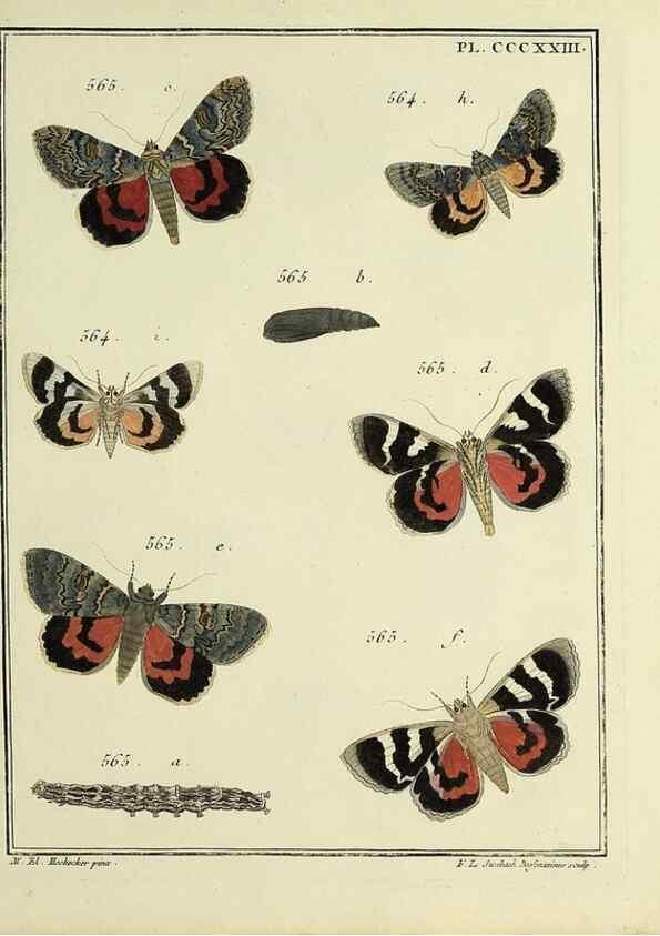 Reproducción/Reproduction 46863494261: Papillons d'Europe, peints d'après nature /. A Paris :Chez P.M. Delaguette, imprimeur-libraire ... ;1779-1792 [i.e. 1793]. 