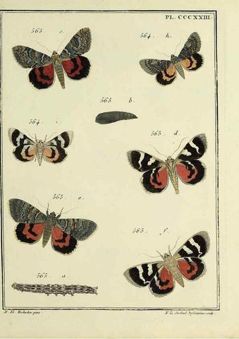Reproducción/Reproduction 46863494261: Papillons d'Europe, peints d'après nature /. A Paris :Chez P.M. Delaguette, imprimeur-libraire ... ;1779-1792 [i.e. 1793]. 