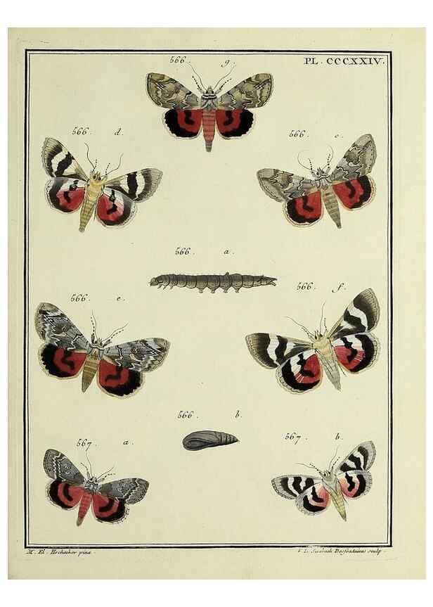 Reproducción/Reproduction 46138594004: Papillons d'Europe, peints d'après nature /. A Paris :Chez P.M. Delaguette, imprimeur-libraire ... ;1779-1792 [i.e. 1793]. 
