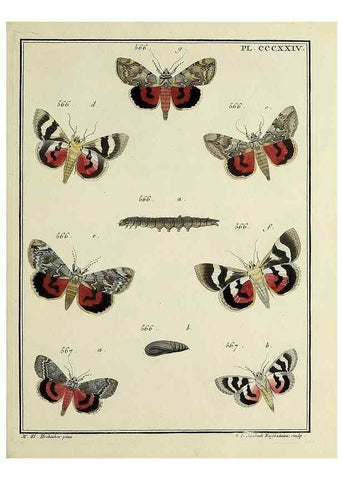 Reproducción/Reproduction 46138594004: Papillons d'Europe, peints d'après nature /. A Paris :Chez P.M. Delaguette, imprimeur-libraire ... ;1779-1792 [i.e. 1793]. 
