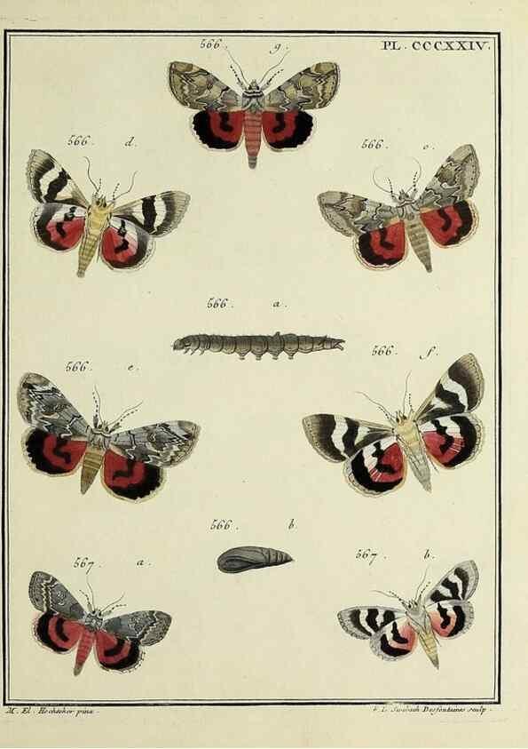 Reproducción/Reproduction 46138594004: Papillons d'Europe, peints d'après nature /. A Paris :Chez P.M. Delaguette, imprimeur-libraire ... ;1779-1792 [i.e. 1793]. 