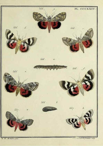 Reproducción/Reproduction 46138594004: Papillons d'Europe, peints d'après nature /. A Paris :Chez P.M. Delaguette, imprimeur-libraire ... ;1779-1792 [i.e. 1793]. 