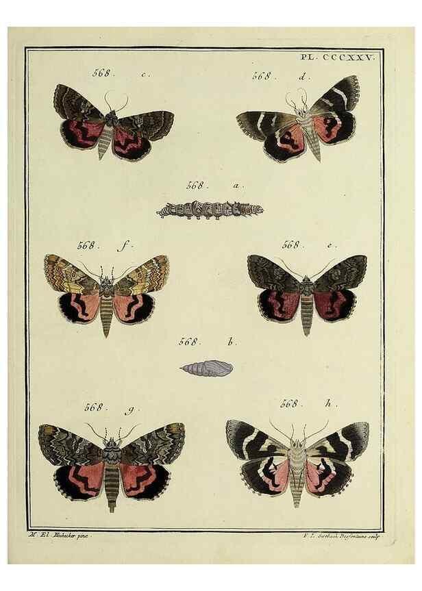 Reproducción/Reproduction 31922185997: Papillons d'Europe, peints d'après nature /. A Paris :Chez P.M. Delaguette, imprimeur-libraire ... ;1779-1792 [i.e. 1793]. 