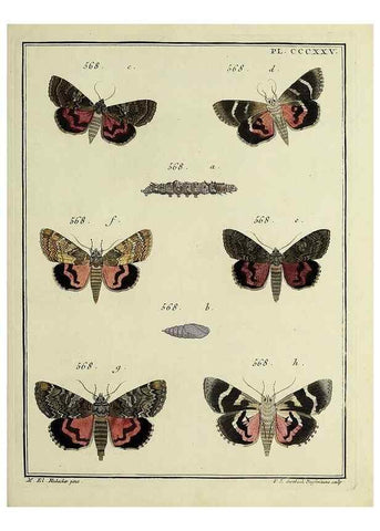 Reproducción/Reproduction 31922185997: Papillons d'Europe, peints d'après nature /. A Paris :Chez P.M. Delaguette, imprimeur-libraire ... ;1779-1792 [i.e. 1793]. 