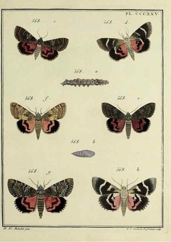 Reproducción/Reproduction 31922185997: Papillons d'Europe, peints d'après nature /. A Paris :Chez P.M. Delaguette, imprimeur-libraire ... ;1779-1792 [i.e. 1793]. 