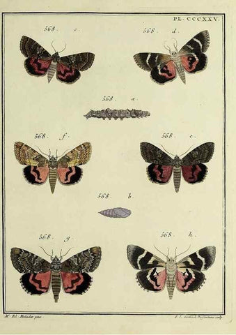 Reproducción/Reproduction 31922185997: Papillons d'Europe, peints d'après nature /. A Paris :Chez P.M. Delaguette, imprimeur-libraire ... ;1779-1792 [i.e. 1793]. 