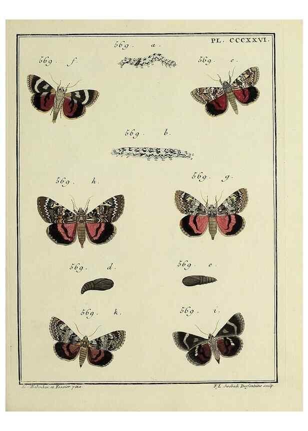 Reproducción/Reproduction 39898871513: Papillons d'Europe, peints d'après nature /. A Paris :Chez P.M. Delaguette, imprimeur-libraire ... ;1779-1792 [i.e. 1793]. 