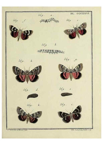 Reproducción/Reproduction 39898871513: Papillons d'Europe, peints d'après nature /. A Paris :Chez P.M. Delaguette, imprimeur-libraire ... ;1779-1792 [i.e. 1793]. 