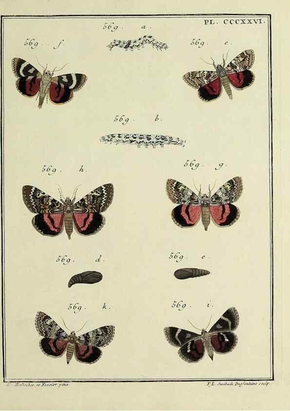 Reproducción/Reproduction 39898871513: Papillons d'Europe, peints d'après nature /. A Paris :Chez P.M. Delaguette, imprimeur-libraire ... ;1779-1792 [i.e. 1793]. 