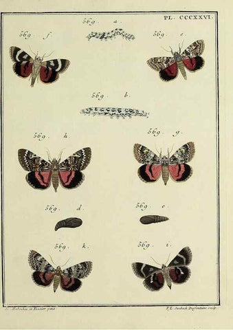 Reproducción/Reproduction 39898871513: Papillons d'Europe, peints d'après nature /. A Paris :Chez P.M. Delaguette, imprimeur-libraire ... ;1779-1792 [i.e. 1793]. 
