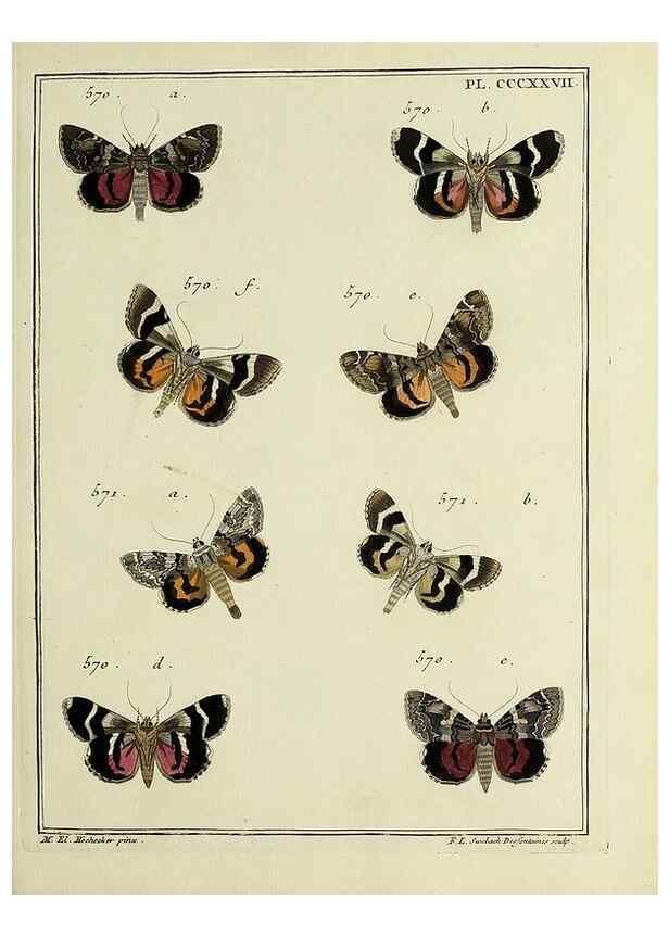 Reproducción/Reproduction 46811471922: Papillons d'Europe, peints d'après nature /. A Paris :Chez P.M. Delaguette, imprimeur-libraire ... ;1779-1792 [i.e. 1793]. 