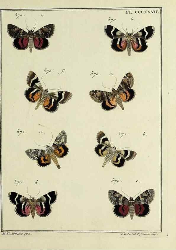 Reproducción/Reproduction 46811471922: Papillons d'Europe, peints d'après nature /. A Paris :Chez P.M. Delaguette, imprimeur-libraire ... ;1779-1792 [i.e. 1793]. 