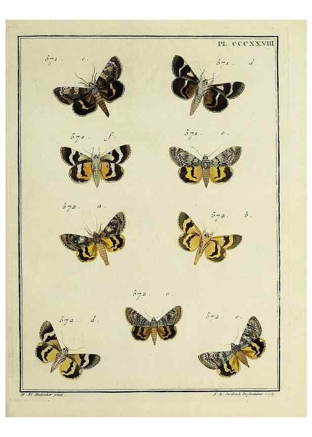 Reproducción/Reproduction 45949078065: Papillons d'Europe, peints d'après nature /. A Paris :Chez P.M. Delaguette, imprimeur-libraire ... ;1779-1792 [i.e. 1793]. 