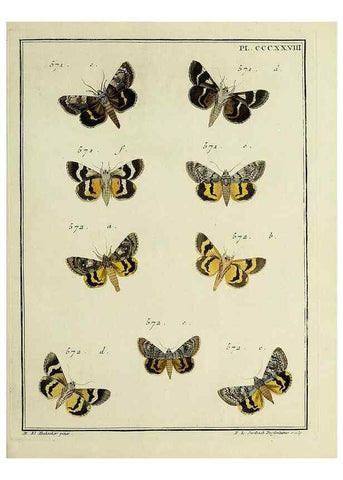 Reproducción/Reproduction 45949078065: Papillons d'Europe, peints d'après nature /. A Paris :Chez P.M. Delaguette, imprimeur-libraire ... ;1779-1792 [i.e. 1793]. 