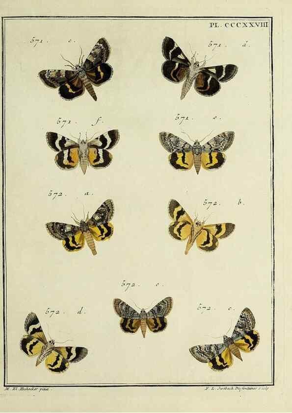 Reproducción/Reproduction 45949078065: Papillons d'Europe, peints d'après nature /. A Paris :Chez P.M. Delaguette, imprimeur-libraire ... ;1779-1792 [i.e. 1793]. 