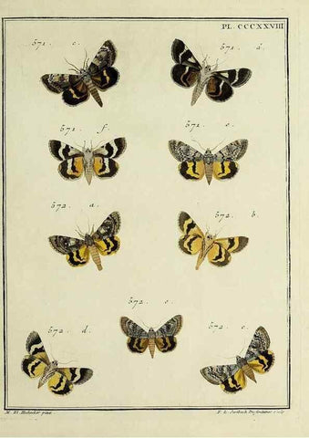 Reproducción/Reproduction 45949078065: Papillons d'Europe, peints d'après nature /. A Paris :Chez P.M. Delaguette, imprimeur-libraire ... ;1779-1792 [i.e. 1793]. 
