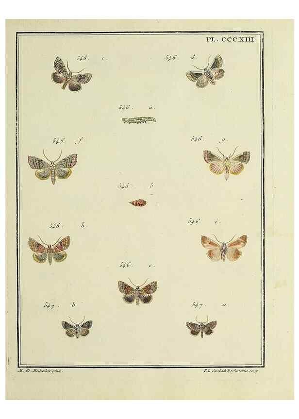 Reproducción/Reproduction 46863487671: Papillons d'Europe, peints d'après nature /. A Paris :Chez P.M. Delaguette, imprimeur-libraire ... ;1779-1792 [i.e. 1793]. 