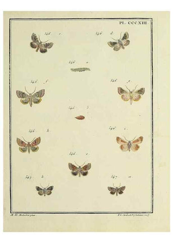 Reproducción/Reproduction 46863487671: Papillons d'Europe, peints d'après nature /. A Paris :Chez P.M. Delaguette, imprimeur-libraire ... ;1779-1792 [i.e. 1793]. 