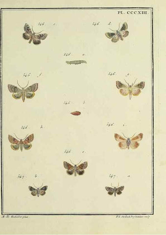 Reproducción/Reproduction 46863487671: Papillons d'Europe, peints d'après nature /. A Paris :Chez P.M. Delaguette, imprimeur-libraire ... ;1779-1792 [i.e. 1793]. 