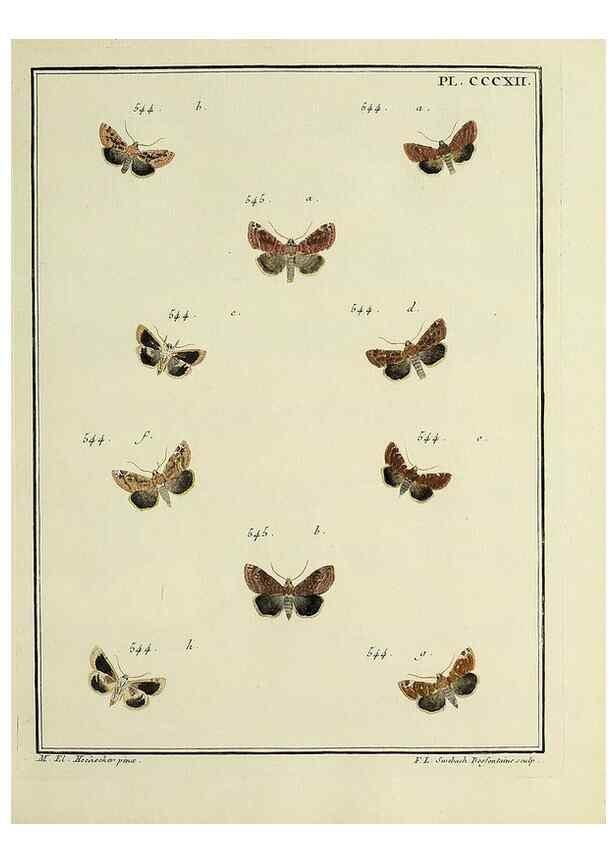 Reproducción/Reproduction 39898859683: Papillons d'Europe, peints d'après nature /. A Paris :Chez P.M. Delaguette, imprimeur-libraire ... ;1779-1792 [i.e. 1793]. 