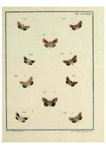 Reproducción/Reproduction 39898859683: Papillons d'Europe, peints d'après nature /. A Paris :Chez P.M. Delaguette, imprimeur-libraire ... ;1779-1792 [i.e. 1793]. 