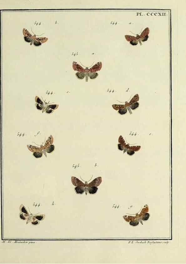 Reproducción/Reproduction 39898859683: Papillons d'Europe, peints d'après nature /. A Paris :Chez P.M. Delaguette, imprimeur-libraire ... ;1779-1792 [i.e. 1793]. 