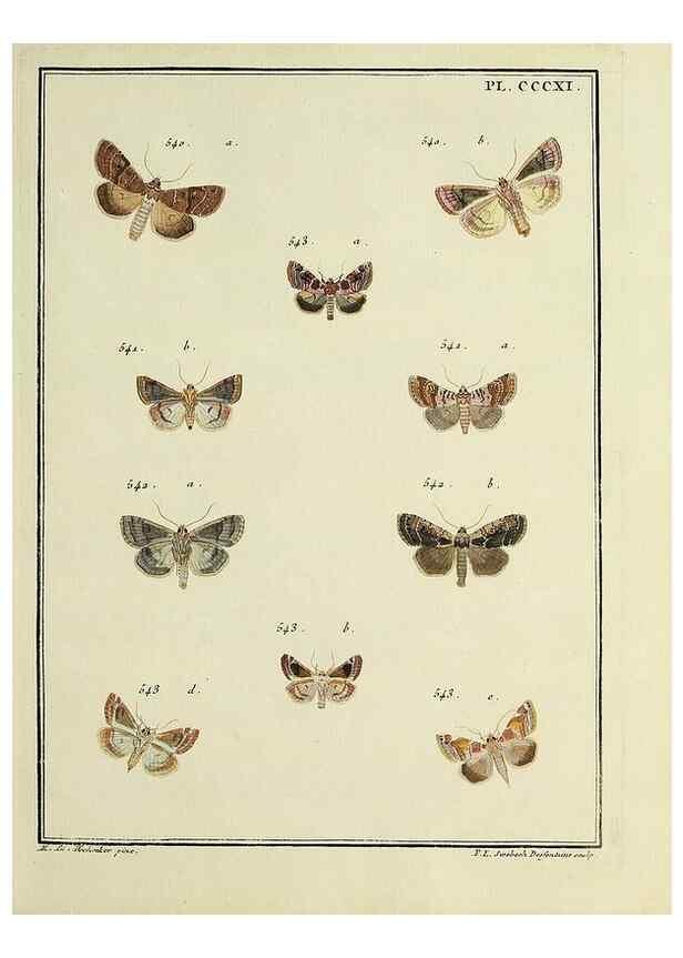 Reproducción/Reproduction 46138584814: Papillons d'Europe, peints d'après nature /. A Paris :Chez P.M. Delaguette, imprimeur-libraire ... ;1779-1792 [i.e. 1793]. 