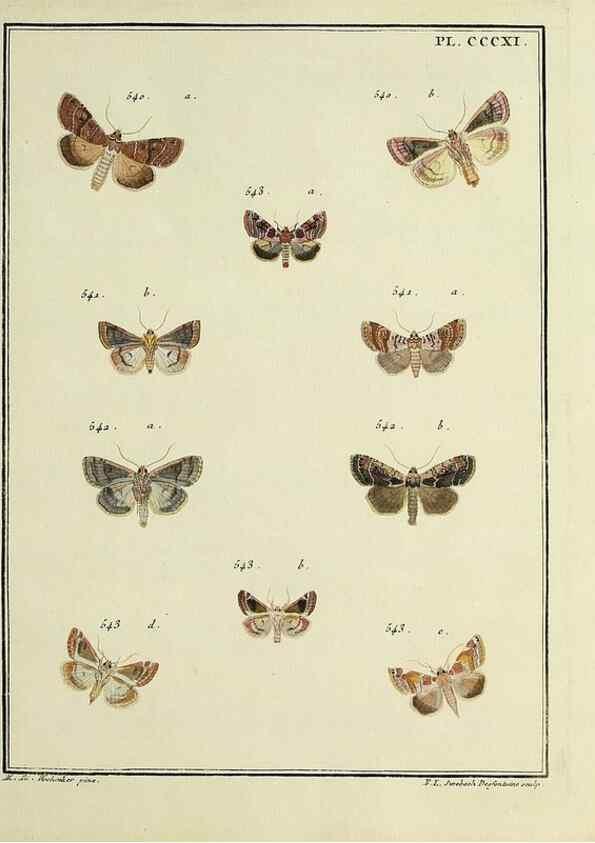 Reproducción/Reproduction 46138584814: Papillons d'Europe, peints d'après nature /. A Paris :Chez P.M. Delaguette, imprimeur-libraire ... ;1779-1792 [i.e. 1793]. 