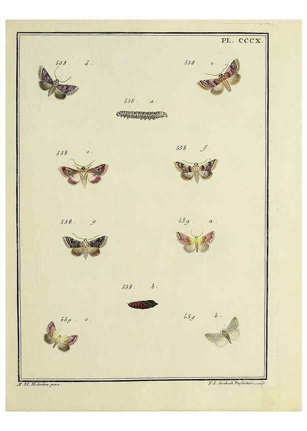 Reproducción/Reproduction 32988214668: Papillons d'Europe, peints d'après nature /. A Paris :Chez P.M. Delaguette, imprimeur-libraire ... ;1779-1792 [i.e. 1793]. 