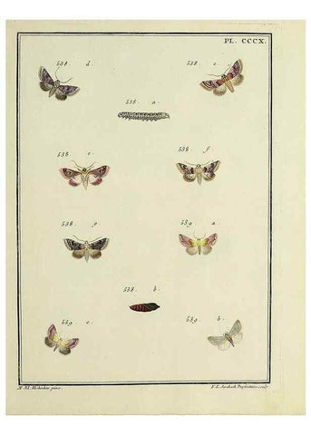 Reproducción/Reproduction 32988214668: Papillons d'Europe, peints d'après nature /. A Paris :Chez P.M. Delaguette, imprimeur-libraire ... ;1779-1792 [i.e. 1793]. 