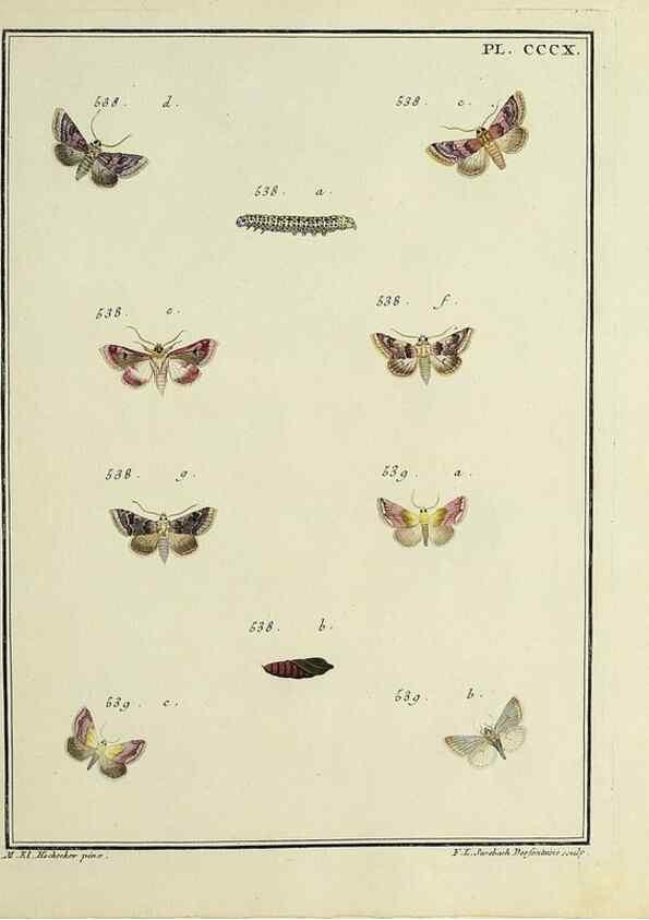 Reproducción/Reproduction 32988214668: Papillons d'Europe, peints d'après nature /. A Paris :Chez P.M. Delaguette, imprimeur-libraire ... ;1779-1792 [i.e. 1793]. 