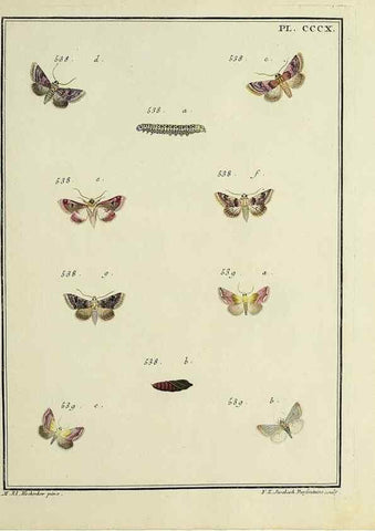 Reproducción/Reproduction 32988214668: Papillons d'Europe, peints d'après nature /. A Paris :Chez P.M. Delaguette, imprimeur-libraire ... ;1779-1792 [i.e. 1793]. 