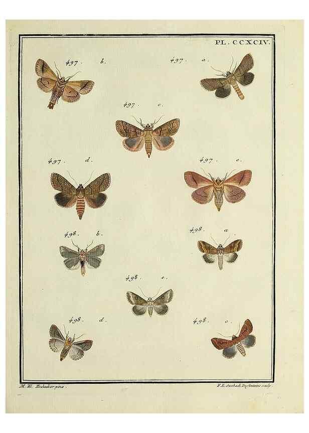Reproducción/Reproduction 31922165027: Papillons d'Europe, peints d'après nature /. A Paris :Chez P.M. Delaguette, imprimeur-libraire ... ;1779-1792 [i.e. 1793]. 