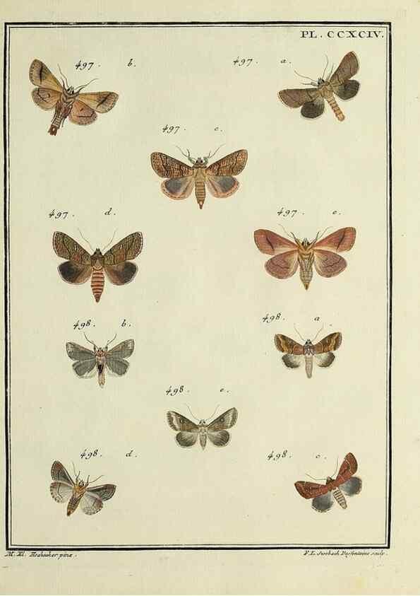Reproducción/Reproduction 31922165027: Papillons d'Europe, peints d'après nature /. A Paris :Chez P.M. Delaguette, imprimeur-libraire ... ;1779-1792 [i.e. 1793]. 