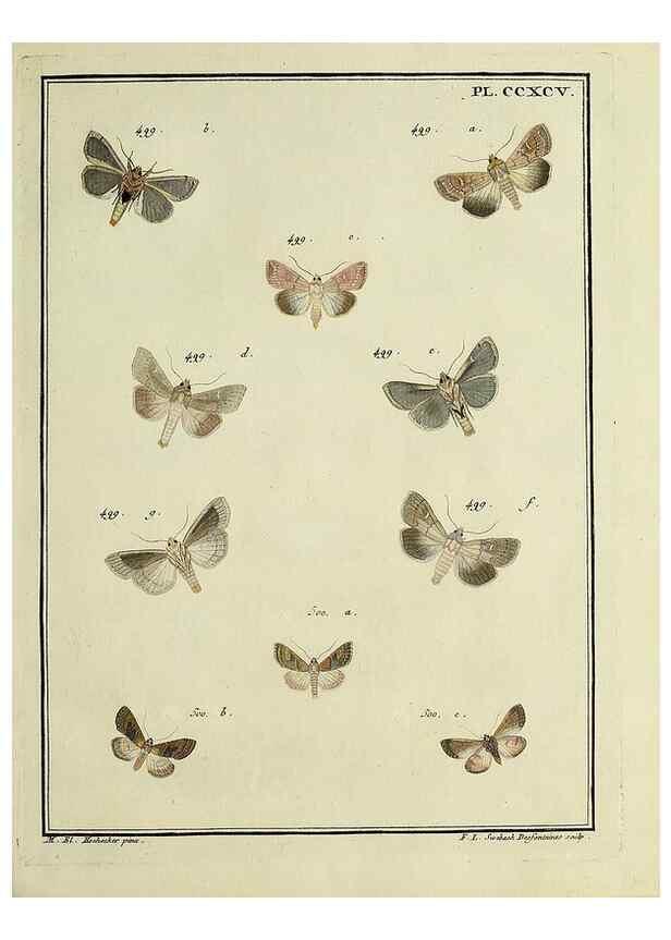 Reproducción/Reproduction 46138570484: Papillons d'Europe, peints d'après nature /. A Paris :Chez P.M. Delaguette, imprimeur-libraire ... ;1779-1792 [i.e. 1793]. 
