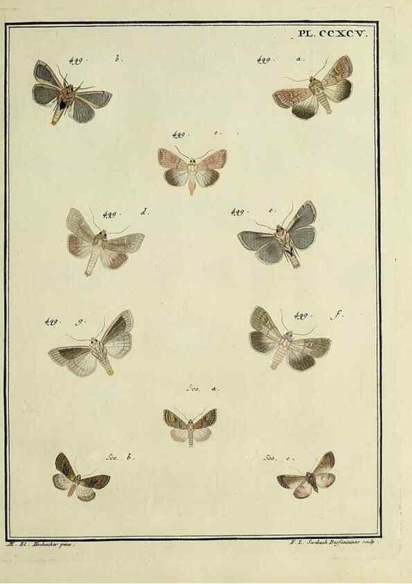 Reproducción/Reproduction 46138570484: Papillons d'Europe, peints d'après nature /. A Paris :Chez P.M. Delaguette, imprimeur-libraire ... ;1779-1792 [i.e. 1793]. 