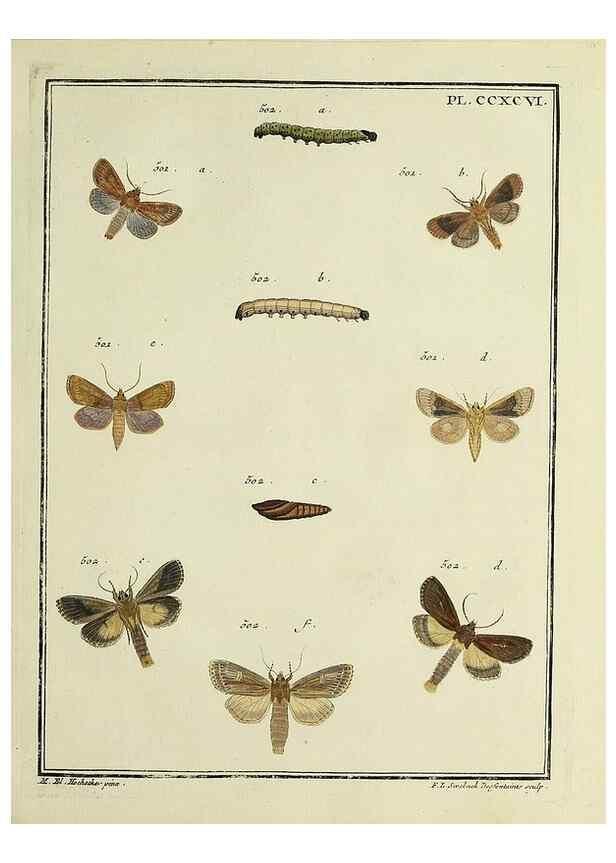 Reproducción/Reproduction 32988207198: Papillons d'Europe, peints d'après nature /. A Paris :Chez P.M. Delaguette, imprimeur-libraire ... ;1779-1792 [i.e. 1793]. 