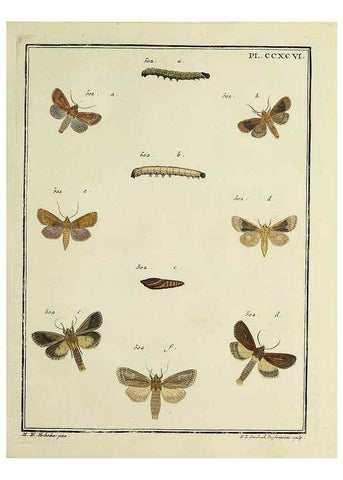 Reproducción/Reproduction 32988207198: Papillons d'Europe, peints d'après nature /. A Paris :Chez P.M. Delaguette, imprimeur-libraire ... ;1779-1792 [i.e. 1793]. 