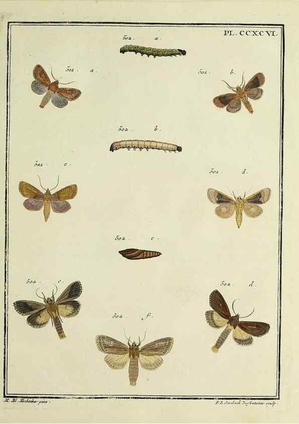 Reproducción/Reproduction 32988207198: Papillons d'Europe, peints d'après nature /. A Paris :Chez P.M. Delaguette, imprimeur-libraire ... ;1779-1792 [i.e. 1793]. 