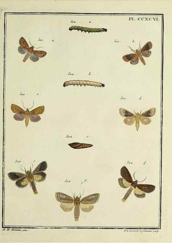 Reproducción/Reproduction 32988207198: Papillons d'Europe, peints d'après nature /. A Paris :Chez P.M. Delaguette, imprimeur-libraire ... ;1779-1792 [i.e. 1793]. 