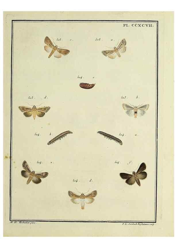 Reproducción/Reproduction 46811450232: Papillons d'Europe, peints d'après nature /. A Paris :Chez P.M. Delaguette, imprimeur-libraire ... ;1779-1792 [i.e. 1793]. 