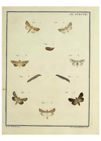 Reproducción/Reproduction 46811450232: Papillons d'Europe, peints d'après nature /. A Paris :Chez P.M. Delaguette, imprimeur-libraire ... ;1779-1792 [i.e. 1793]. 