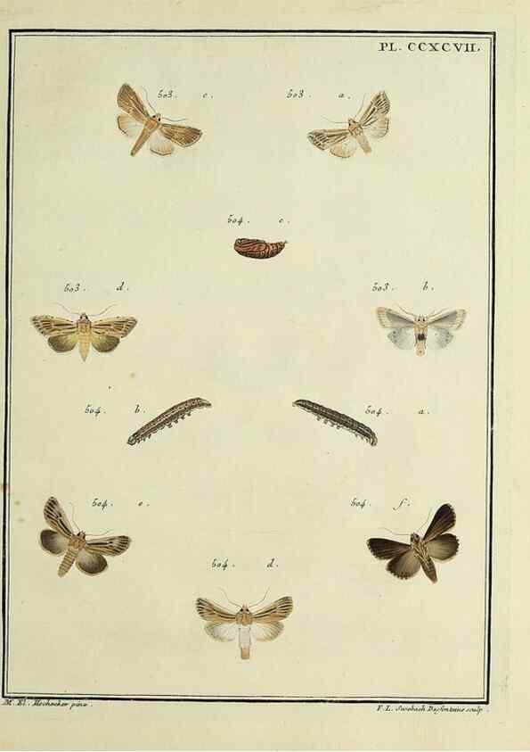 Reproducción/Reproduction 46811450232: Papillons d'Europe, peints d'après nature /. A Paris :Chez P.M. Delaguette, imprimeur-libraire ... ;1779-1792 [i.e. 1793]. 