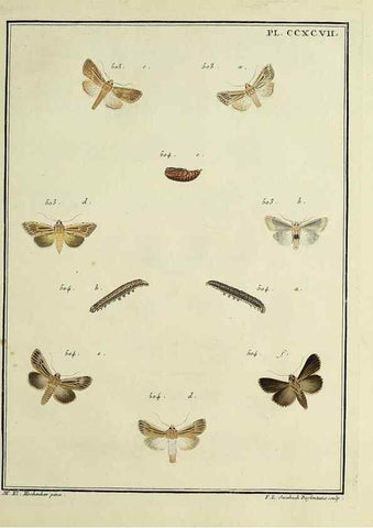 Reproducción/Reproduction 46811450232: Papillons d'Europe, peints d'après nature /. A Paris :Chez P.M. Delaguette, imprimeur-libraire ... ;1779-1792 [i.e. 1793]. 