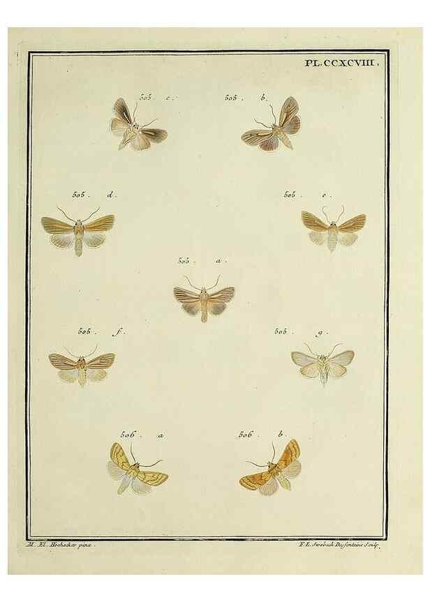 Reproducción/Reproduction 46863483841: Papillons d'Europe, peints d'après nature /. A Paris :Chez P.M. Delaguette, imprimeur-libraire ... ;1779-1792 [i.e. 1793]. 