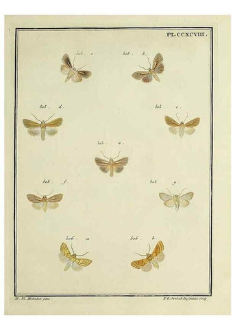 Reproducción/Reproduction 46863483841: Papillons d'Europe, peints d'après nature /. A Paris :Chez P.M. Delaguette, imprimeur-libraire ... ;1779-1792 [i.e. 1793]. 