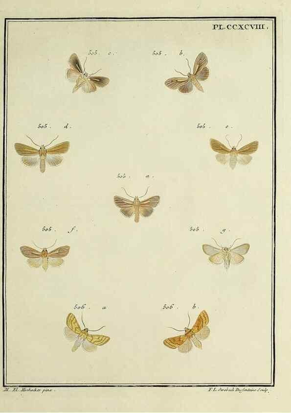 Reproducción/Reproduction 46863483841: Papillons d'Europe, peints d'après nature /. A Paris :Chez P.M. Delaguette, imprimeur-libraire ... ;1779-1792 [i.e. 1793]. 