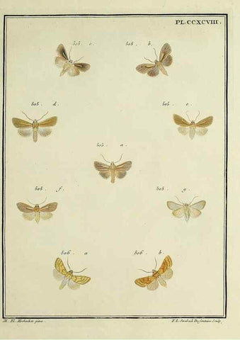 Reproducción/Reproduction 46863483841: Papillons d'Europe, peints d'après nature /. A Paris :Chez P.M. Delaguette, imprimeur-libraire ... ;1779-1792 [i.e. 1793]. 